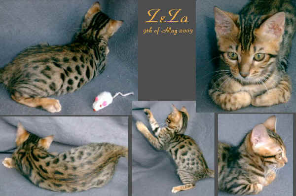 14w-ZeZa.jpg (89027 byte)