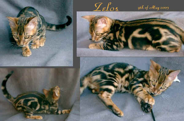 14w-Zelos.jpg (84463 byte)