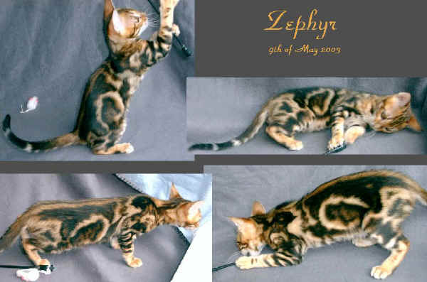 14w-Zephyr.jpg (85645 byte)